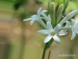 augmented_Polianthes tuberosa flower5_0_3072.jpeg